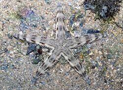 Common sea star (Archaster typicus).jpg