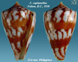 Conus capitanellus 1.jpg