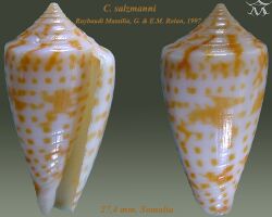 Conus salzmanni 1.jpg