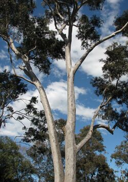 Corymbia maculata.jpg