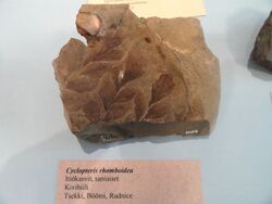 Cyclopteris rhomboidea - Fossils in the Arppeanum - DSC05523.JPG