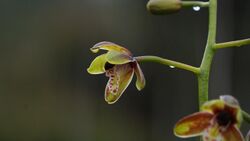 Cymbidium hartinahianum (Anggrek Tien Soeharto).jpg