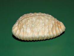 Cypraeidae - Nucleolaria granulata.-8.JPG