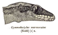 CyrtodactylusMarmoratus.jpg