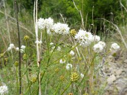 Dalea multiflora.jpg