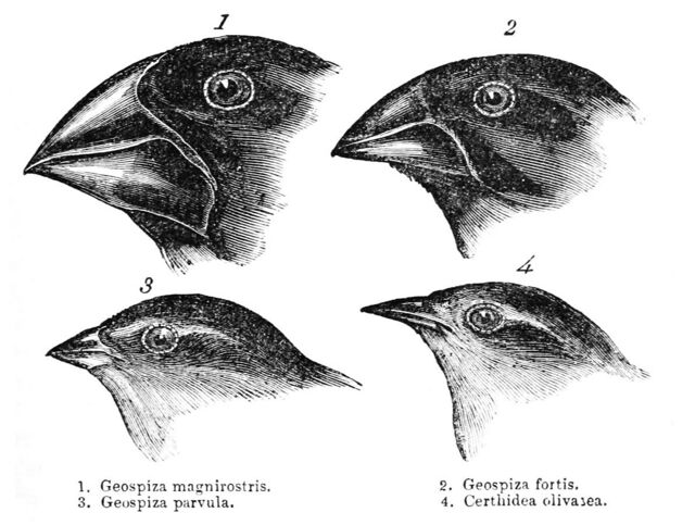 Biology Recapitulation theory HandWiki