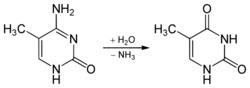 Deamination 5-Methylcytosine to Thymine.svg