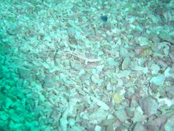 Deep reef klipfish at Castle Rocks DSC03872.JPG