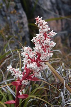 Dracophyllum milliganii 7519.jpg