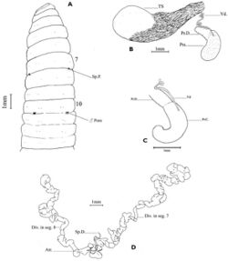 Drawida thomasi (10.3897-zookeys.691.13174) Figure 3.jpg