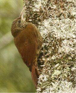 Duida Woodcreeper.jpg