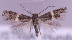 Elachista metella.JPG