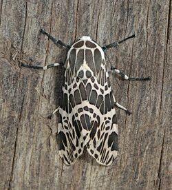 Erebid moth (Hypercompe laeta).jpg