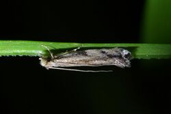 Erechthias acrodina 167249714.jpg