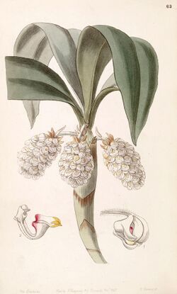 Eria spicata (as Eria convallarioides ) - Edwards vol 33 (NS 10) pl 63 (1847).jpg