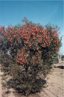 Eucalyptus dolichorhyncha.jpg