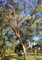 Eucalyptus punctata.jpg