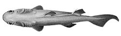 FMIB 45444 Centrosyllium ornatum, a Sping Dog-Fish from 285-690 fathoms.jpeg