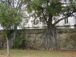Ficus clusiifolia.jpg