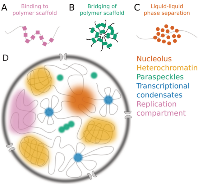 File:Formation and examples of nuclear membraneless compartments.png