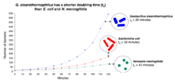 G. stearothermophilus has a shorter doubling time (td) than E. coli and N. meningitidis.png