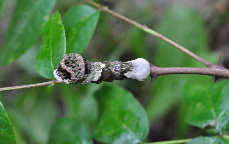 File:Giant Swallowtail Caterpillar (Papilio cresphontes) (6114220367).jpg