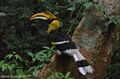 Great Hornbill P.jpg