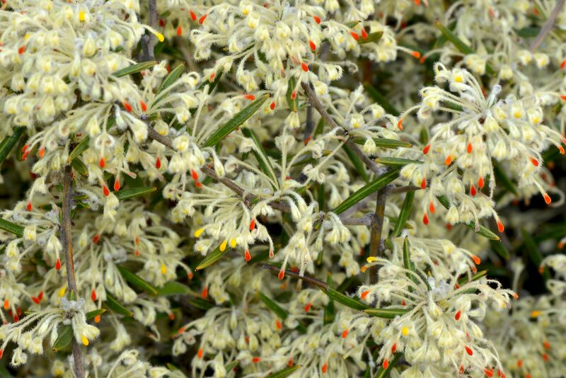 File:Grevillea florida flowers.jpg
