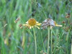 Helenium drummondii.jpg