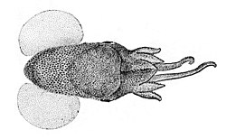 Heteroteuthis hawaiiensis.jpg
