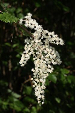 Holodiscus discolor 3007.JPG