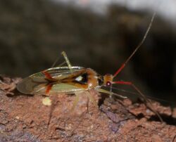 Hyaliodes harti P1650589a.jpg