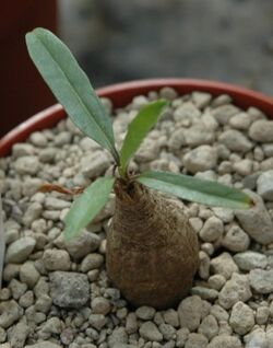 Ipomoea oenotherae habit.jpg