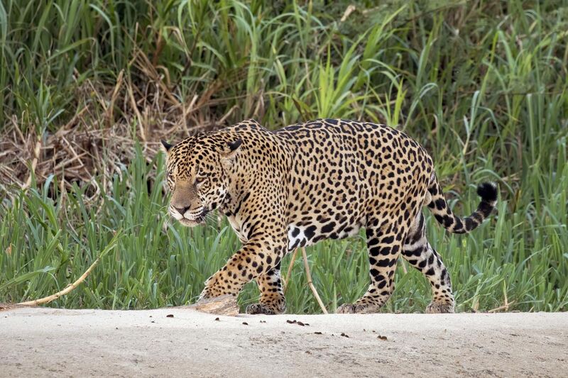 File:Jaguar (Panthera onca palustris) male Three Brothers River 2.jpg