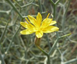L. arborescens flor-1.JPG