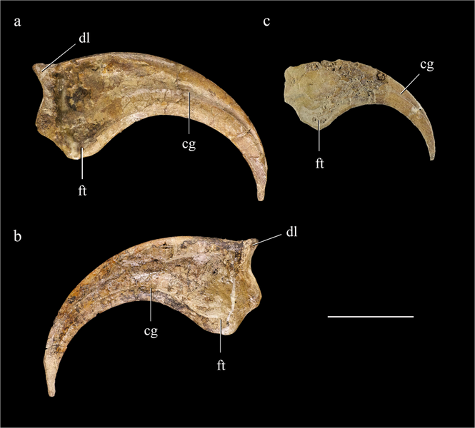 File:Lingyuanosaurus manual unguals.png