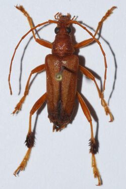 Longhorn Beetle (Artelida crinipes) (8563792689).jpg