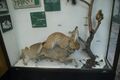 Lynx lynx&Capreolus capreolusBelarusian Nature and Environment Museum.JPG