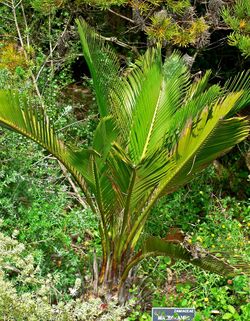 Macrozamia riedlei 1.jpg