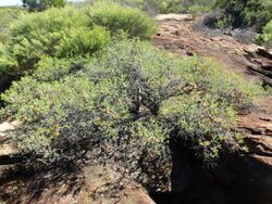 Melaleuca calothamnoides (habit).JPG