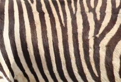 Closeup shot of mountain zebra stripes