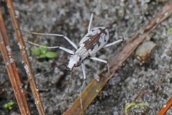 Moustached Tiger Beetle - Ellipsoptera hirtilabris, Merritt Island National Wildlife Refuge, Titusville, Florida.jpg