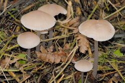 Mycena spec. - Lindsey 16a.jpg