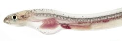 Myrophis, Larval Head (Worm Eel).jpg