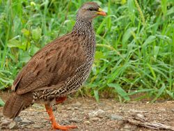 Natal Spurfowl (Pternistes natalensis) (6041759562).jpg