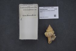 Naturalis Biodiversity Center - RMNH.MOL.209310 - Hemipolygona carinifera (Lamarck, 1816) - Fasciolariidae - Mollusc shell.jpeg