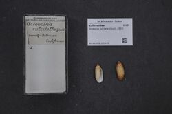 Naturalis Biodiversity Center - RMNH.MOL.231448 - Acteocina culcitella (Gould, 1853) - Cylichnidae - Mollusc shell.jpeg