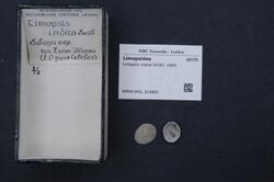 Naturalis Biodiversity Center - RMNH.MOL.314882 - Limopsis indica Smith, 1894 - Limopsidae - Mollusc shell.jpeg