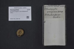 Naturalis Biodiversity Center - RMNH.MOL.389149 - Sinicola emigrans (Von Moellendorff, 1901) - Plectopylidae - Mollusc shell.jpeg