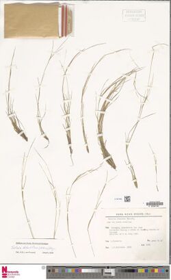 Naturalis Biodiversity Center - U.1527438 - Setaria distantiflora (A.Rich.) Pilg. - Poaceae - Grass - Herbarium sheet.jpg